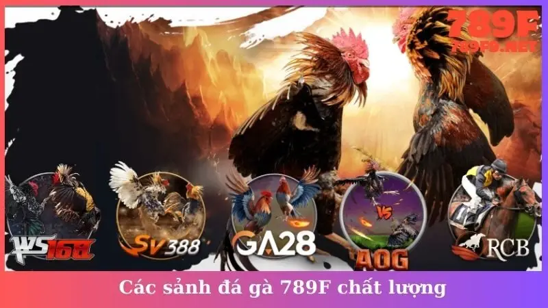 Các sảnh đá gà 789F chất lượng