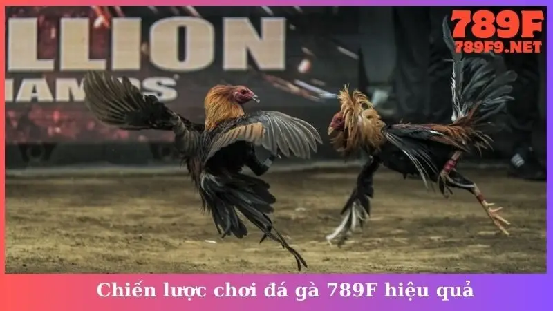 Chiến lược chơi đá gà 789F hiệu quả