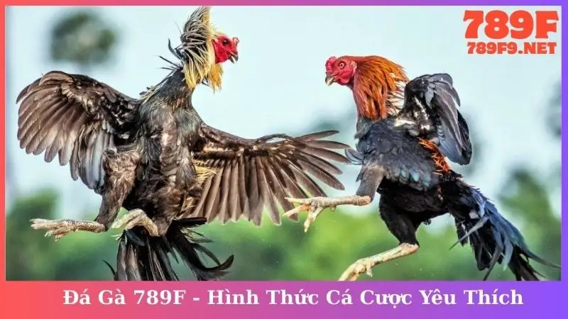 Đá Gà 789F - Hình Thức Cá Cược Yêu Thích