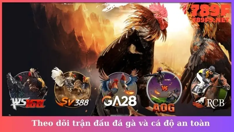 Theo dõi trận đấu đá gà và cá độ an toàn