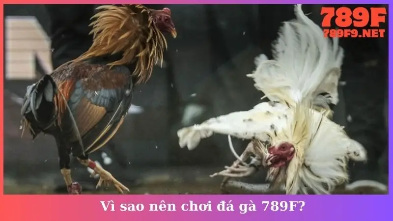 Vì sao nên chơi đá gà 789F?